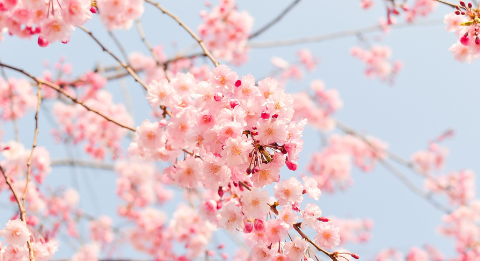 新年度に向けて･･･
